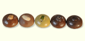 Gemme di cioccolato